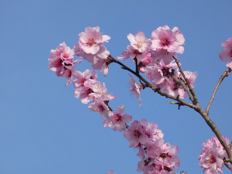 桜とよく似たこの花の名前 知っていますか ウェザーニュース