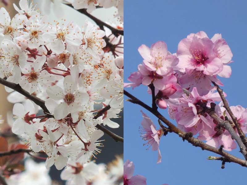 桜とよく似たこの花の名前 知っていますか ウェザーニュース