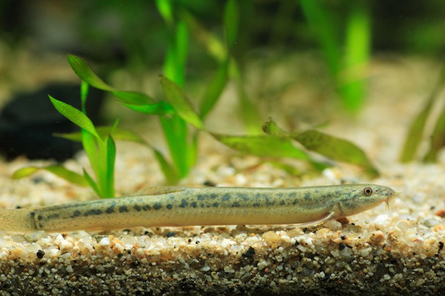 さかな へん うお へん の漢字 ウェザーニュース