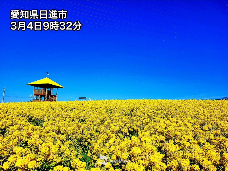 ビタミンカラーの地平線 青空に映える菜の花の絨毯 ウェザーニュース