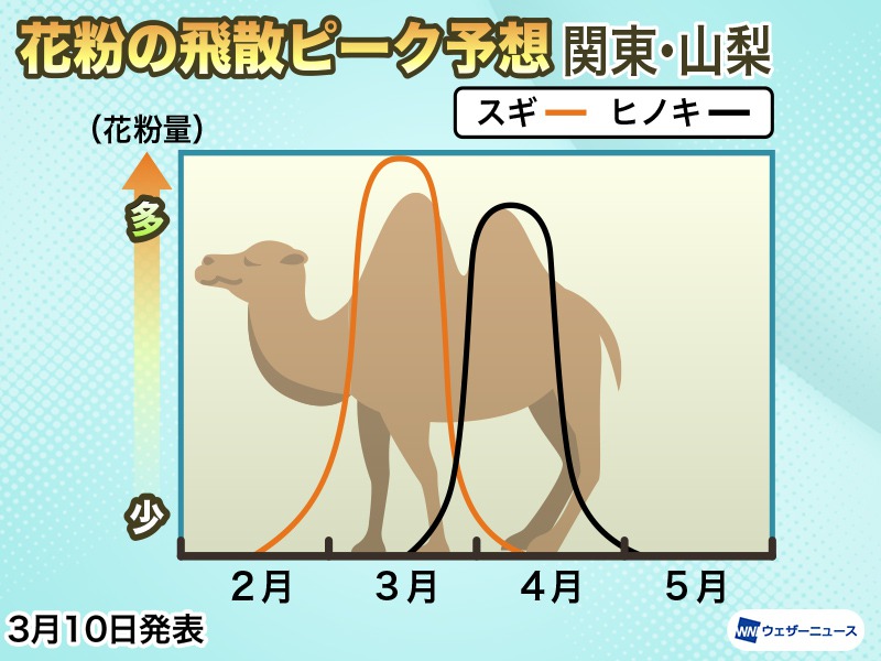 今週末は花粉が大量飛散 ふたコブらくだ でピーク時期を解説 ウェザーニュース