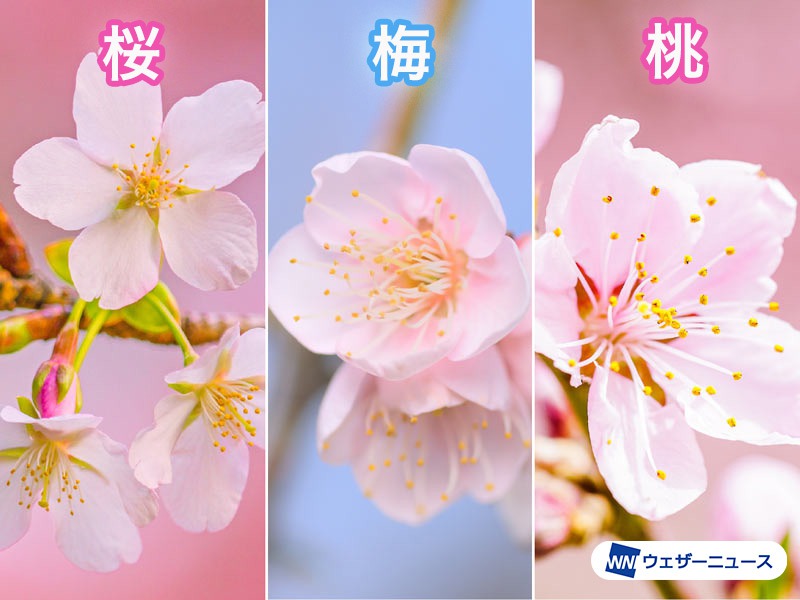 桜 梅 桃 の違いを簡単に見分ける方法 ウェザーニュース