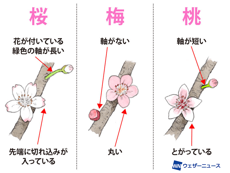 桜 梅 桃 の違いを簡単に見分ける方法 ウェザーニュース