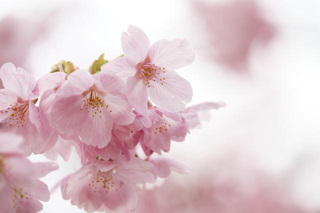 桜 カメラ 天気別にきれいな写真の撮り方を紹介 ウェザーニュース