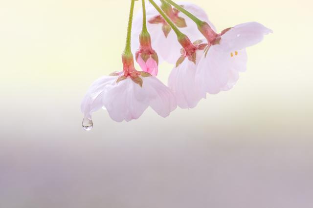 桜 カメラ 天気別にきれいな写真の撮り方を紹介 ウェザーニュース