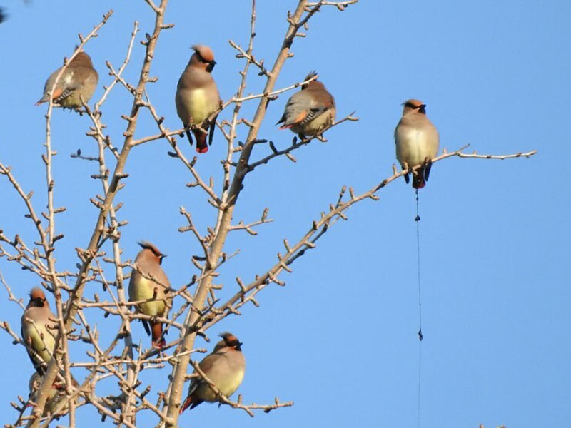 ヤドリギという謎の生物の正体とは - ウェザーニュース