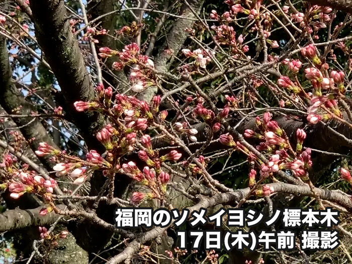 福岡で桜開花 全国で今年初のソメイヨシノ開花の便り ウェザーニュース