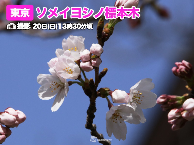 東京で桜開花 平年より4日早い開花発表 ウェザーニュース