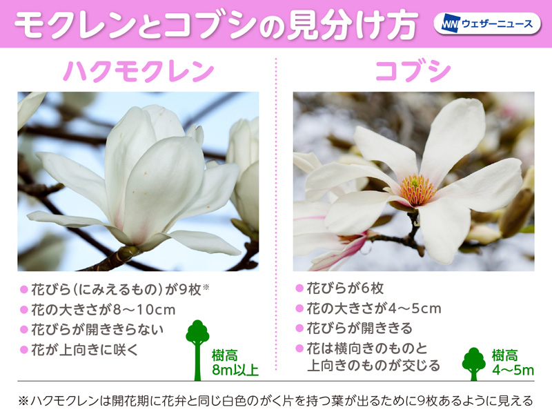 370×545額装サイズ早春ーコブシの花咲くころ