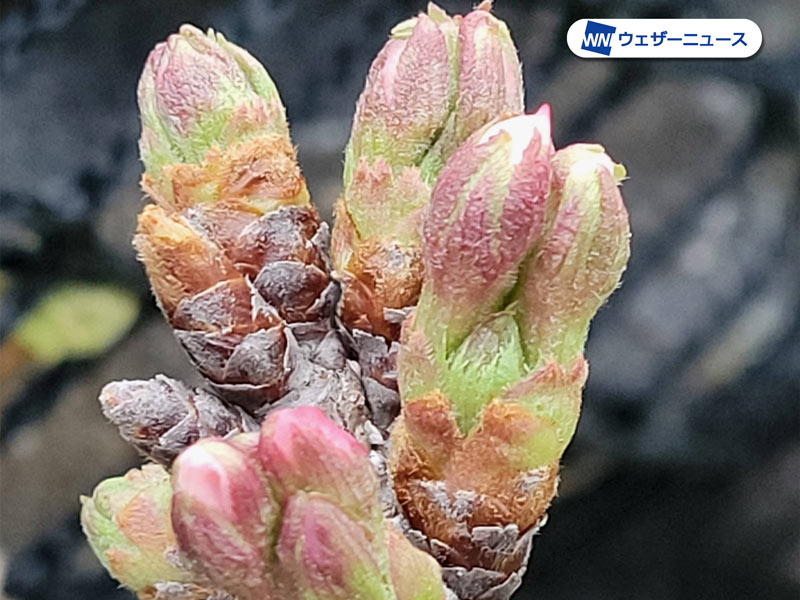 つぼみ調査結果(4) 西・東は開花カウントダウン 「先がピンクに」以上