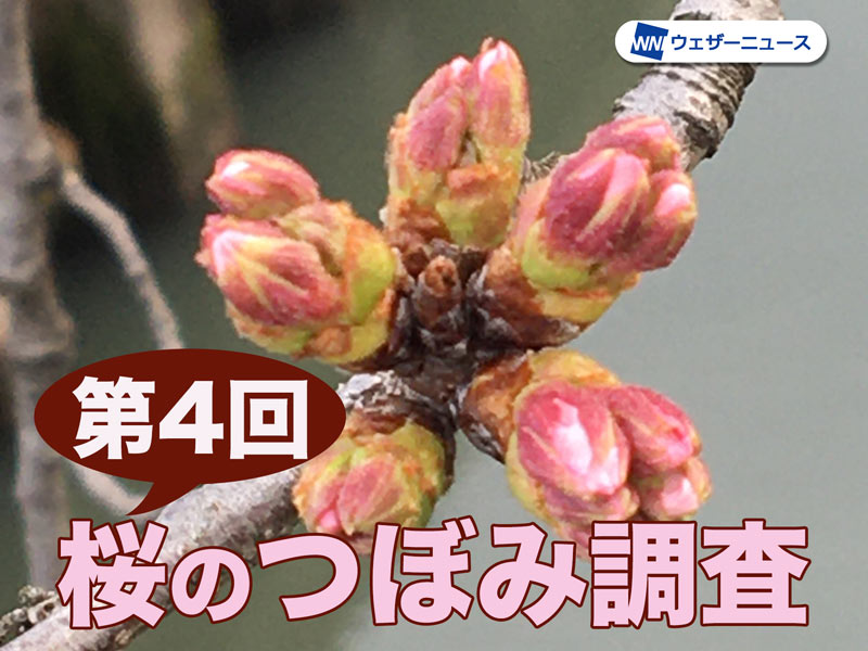 つぼみ調査結果(4) 西・東は開花カウントダウン 「先がピンクに」以上