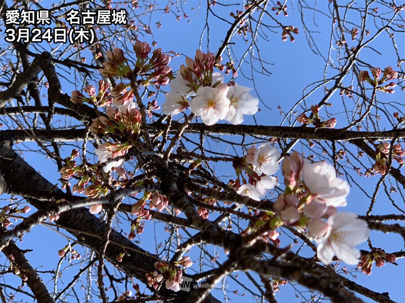 今週末の桜情報 関東南部などで段々と見頃へ ウェザーニュース