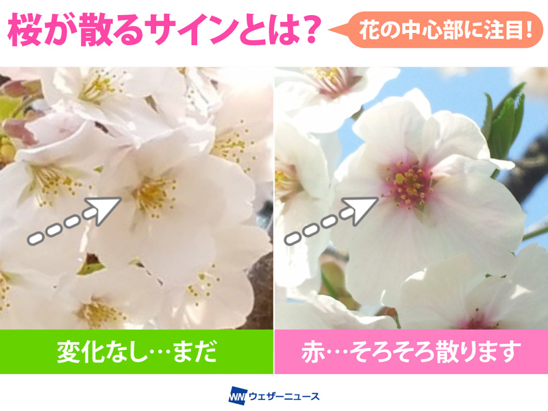 振袖】桜の花と花びら パールトーン加工振袖 - 振袖