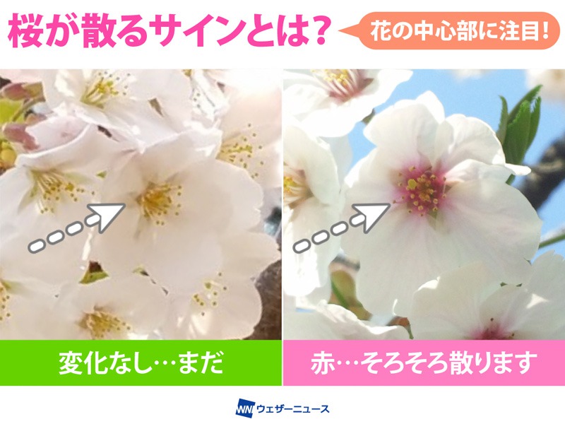 桜が散るサインは花の中心の色が 赤 見極め方を解説 ウェザーニュース