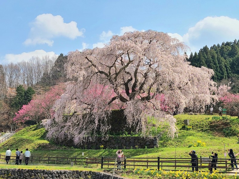 3月27日は さくらの日 この機に触れたい 美しい 桜の言葉 ウェザーニュース