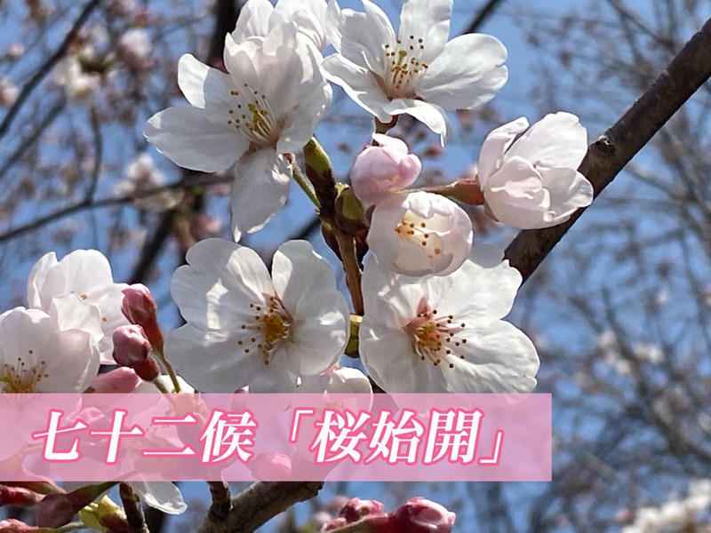 桜空 ページ 桜ページ 桜ページ 桜ページ 桜セット 桜 さま専用 ◇桜