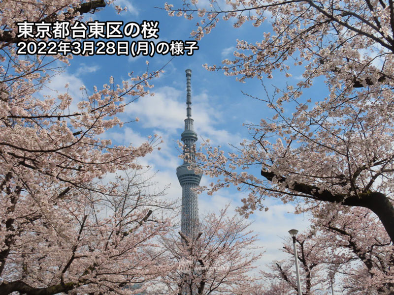 東京 桜 開花 2022
