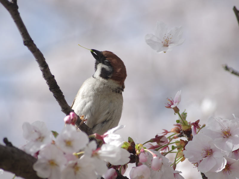 咲いた桜の花を散らしていた 意外な犯人は ウェザーニュース