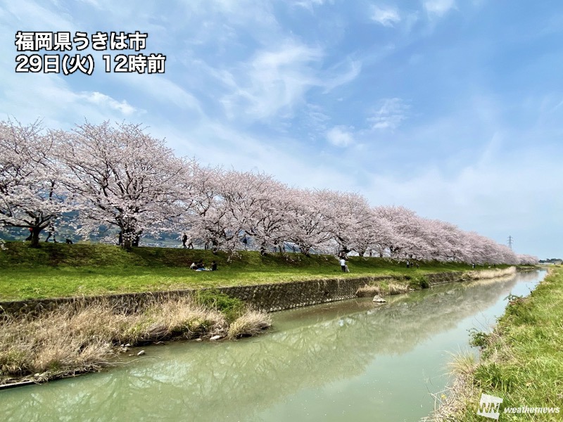 桜は続々と満開に 見頃の桜はラストチャンス ウェザーニュース