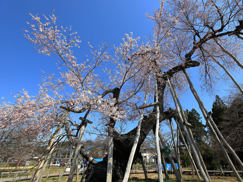 圧巻の迫力 樹齢1200年超えの