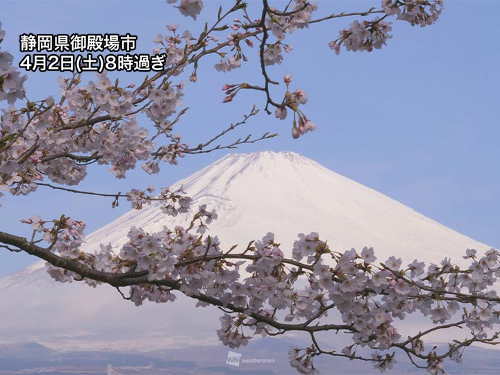 雪化粧の富士山と桜 冬と春のコラボレーション - ウェザーニュース