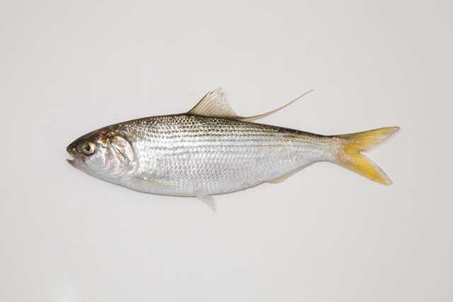 さかな へん うお へん の漢字 ウェザーニュース