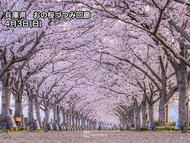 桜おすすめ見頃情報 今週末楽しめるお花見スポットを紹介 関東 中部 近畿 ウェザーニュース