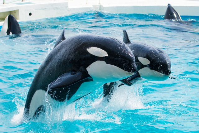 さかな へん うお へん の漢字 ウェザーニュース