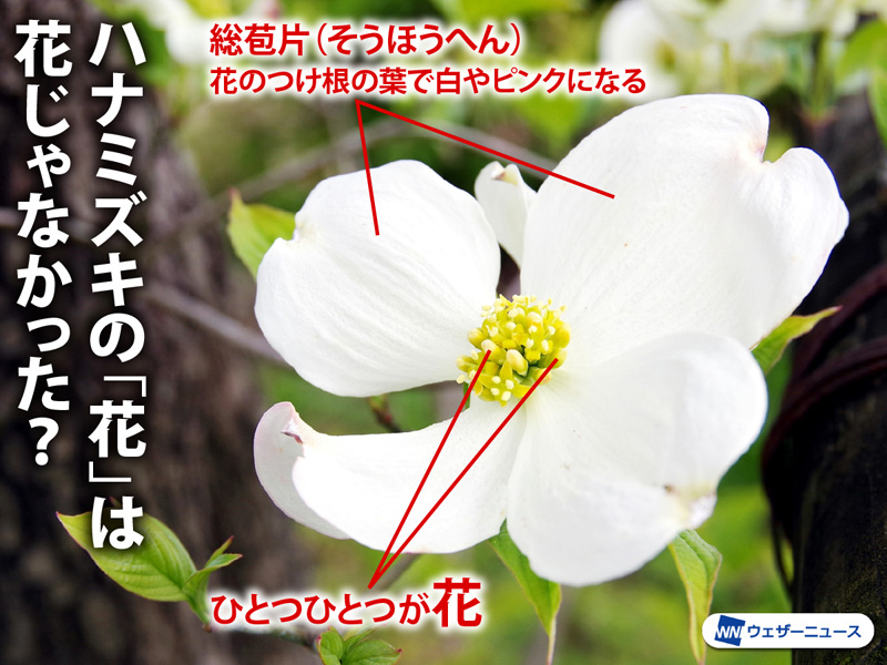 ハナミズキの 花 は花じゃなかった ウェザーニュース