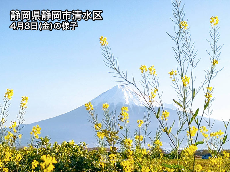 春の富士山 桜や菜の花の額縁絶景 ウェザーニュース