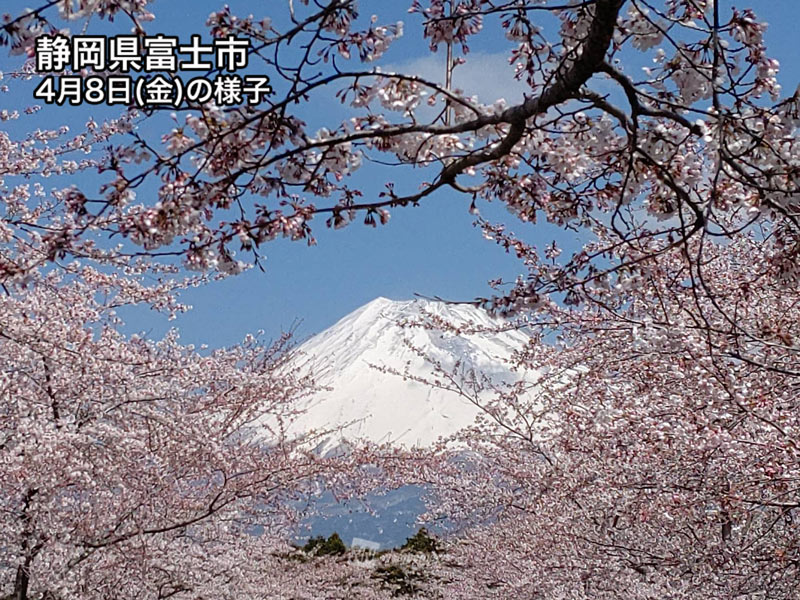 春の富士山 桜や菜の花の額縁絶景 ウェザーニュース