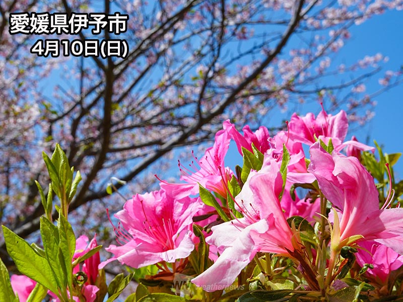 春から初夏の花にバトンタッチ 東京のツツジ開花3割に ウェザーニュース