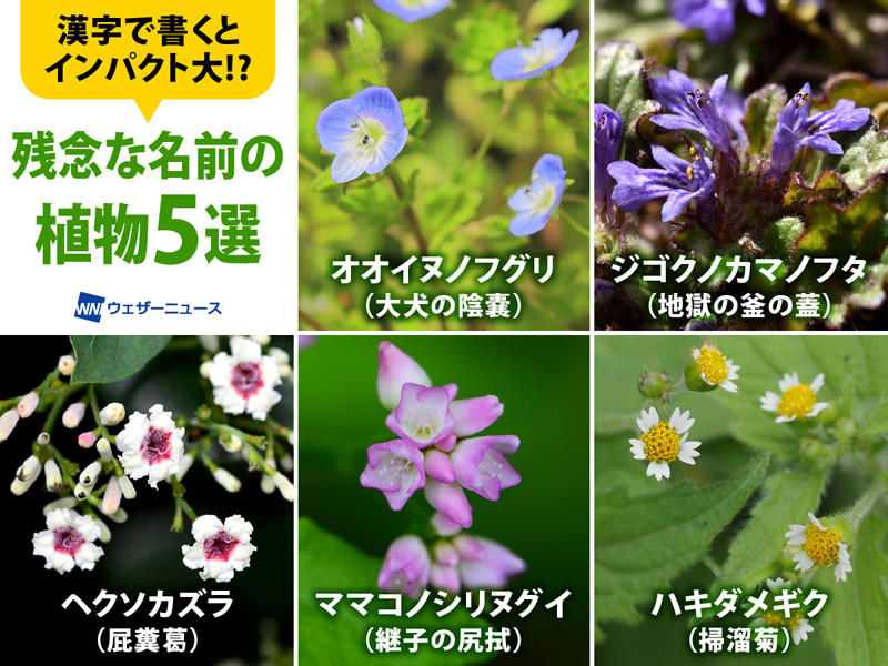 残念な名前の野草5選 花の写真と漢字名 ウェザーニュース