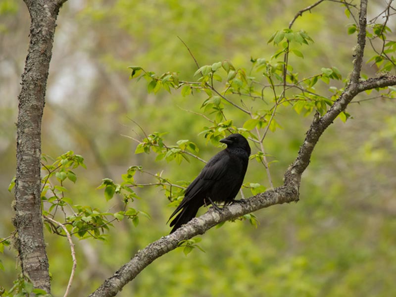 賢いカラスは12カ月記憶を保つ 繁殖期の春は活発に ウェザーニュース