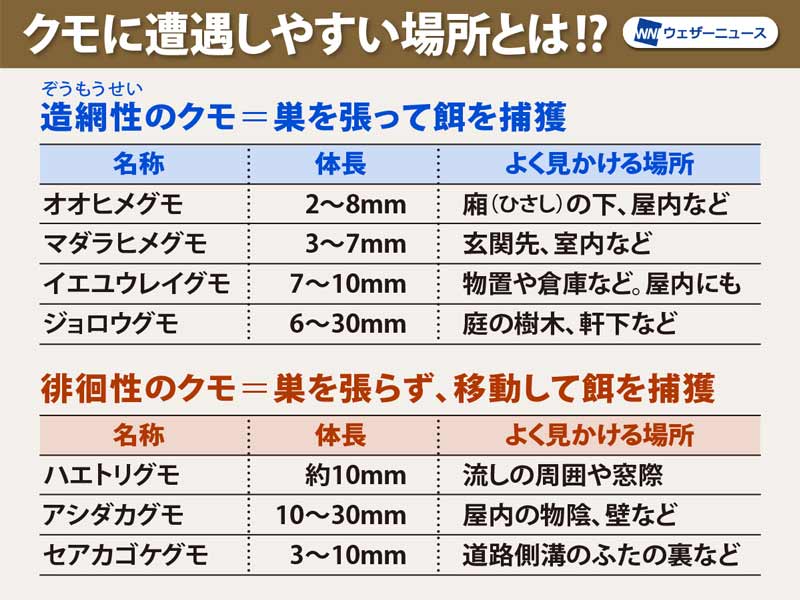暖かくなってクモ 蜘蛛 が活発に 巣などはどう対策する ウェザーニュース