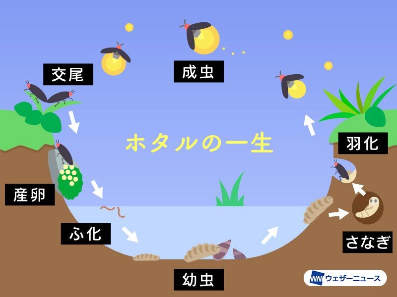ほたるが光り輝けるのは1週間だけ？ - ウェザーニュース