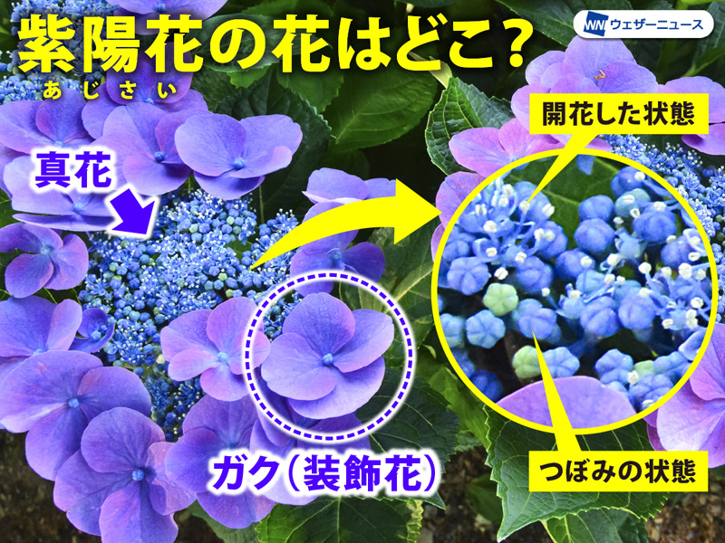 大きい雨垂れ紫陽花３本セット【白・ピンク・水色グラデ】