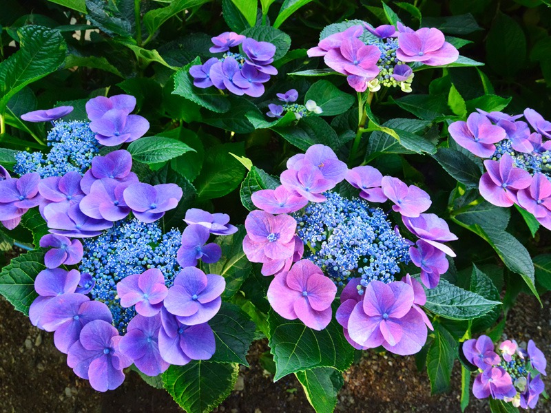 大きい紫陽花３本セット【ピーコックグリーン青２本・紫青１本】