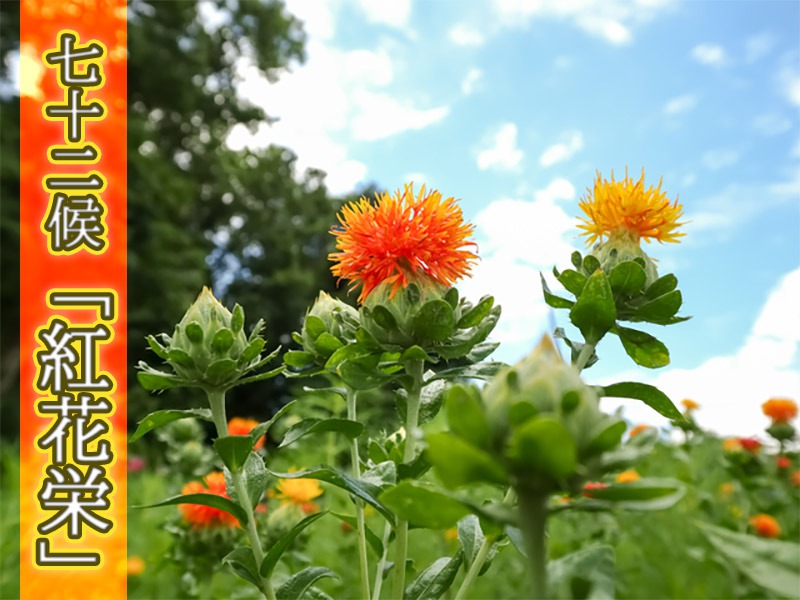 七十二候 紅花栄 万葉集に登場するほど親しまれていた花 ウェザーニュース