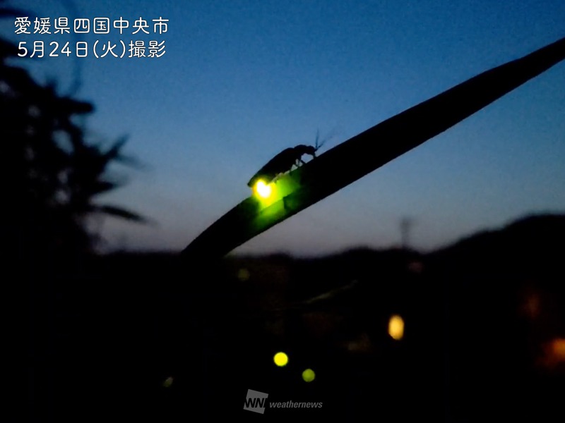 ほたる前線北上中 西日本から関東南部ではほたるが飛び交う季節に
