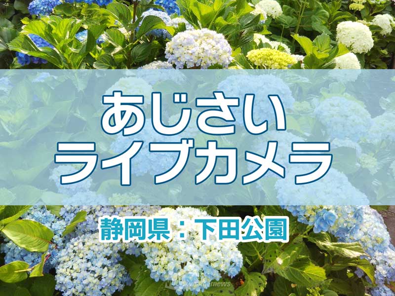 あじさいライブカメラ 日本一の株数を誇る静岡県の名所 伊豆 下田公園 ウェザーニュース