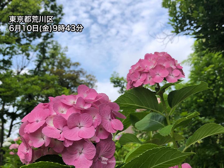 東京であじさい開花 日差し届き花の色は鮮やかに ウェザーニュース