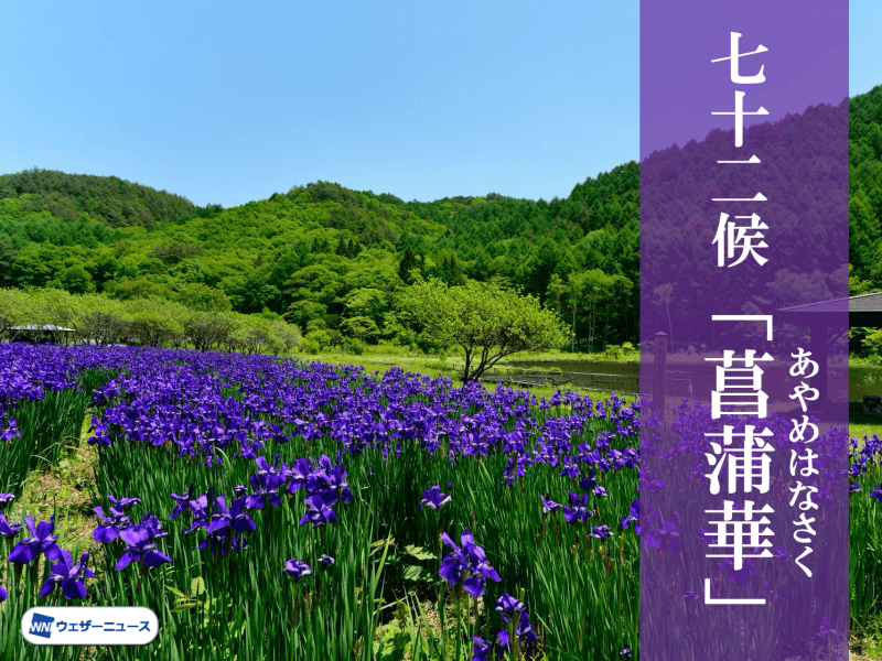 sera　オマトメ①菖蒲ーあやめ　②紫の花　③菊　青地 生花】花菖蒲 日の出など(濃い紫)【OT】※届日限定:4/21-5/6 ※商品説明