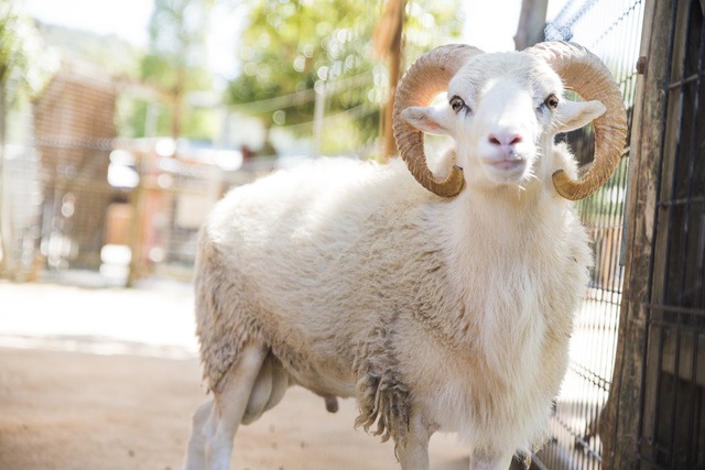 ひつじ・ひつじへんの漢字 - ウェザーニュース