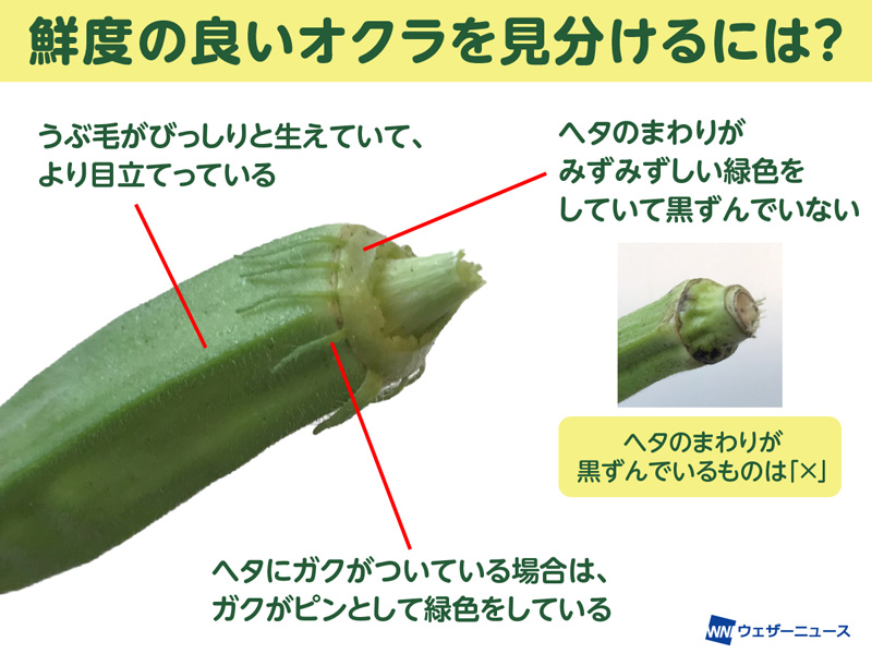 おいしいオクラの選び方 固くて筋っぽいものを避けるには？ - ウェザーニュース