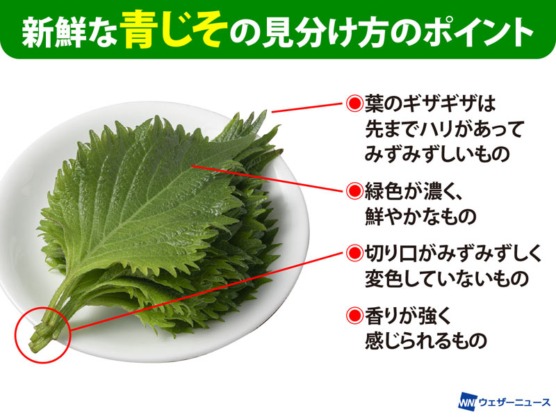 美味しい青じその選び方と保存方法 ウェザーニュース