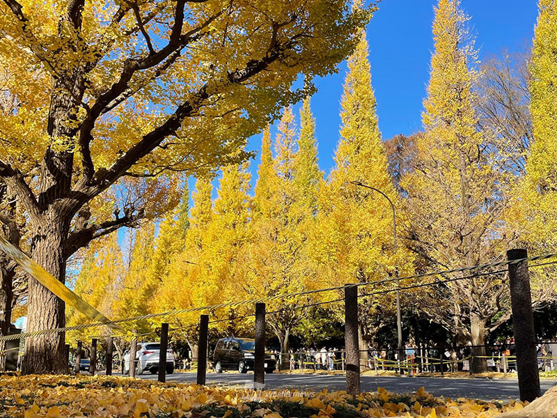 紅葉の見頃時期をエリア毎に紹介 東京や京都は11月下旬からシーズンに ウェザーニュース