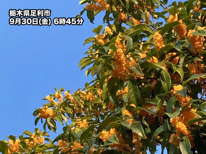 関東でキンモクセイの開花が進む 秋の香りが漂う - ウェザーニュース