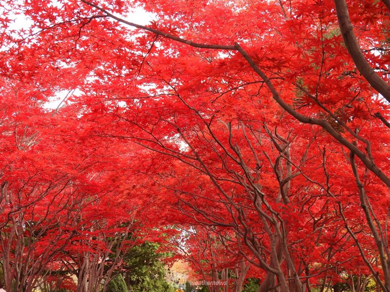 紅葉を観賞することをなぜ「紅葉狩り」というのか？ - ウェザーニュース