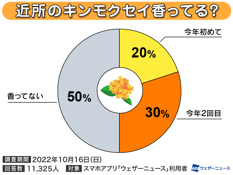 再び香ったキンモクセイ 関東など二度咲きか - ウェザーニュース
